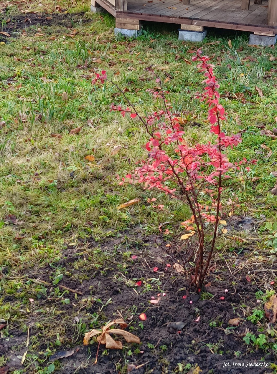 Miniatura zdjęcia:  1