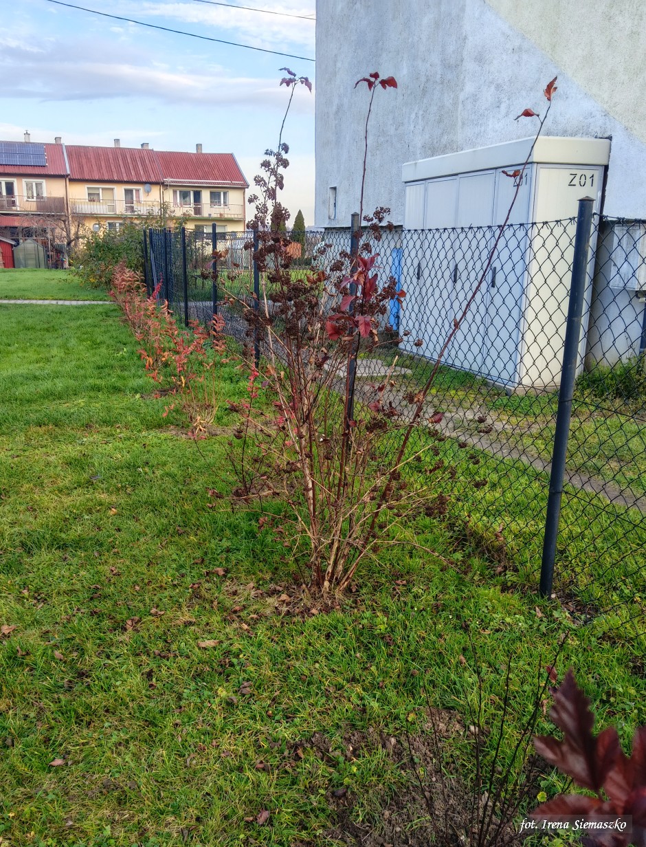 Miniatura zdjęcia:  2