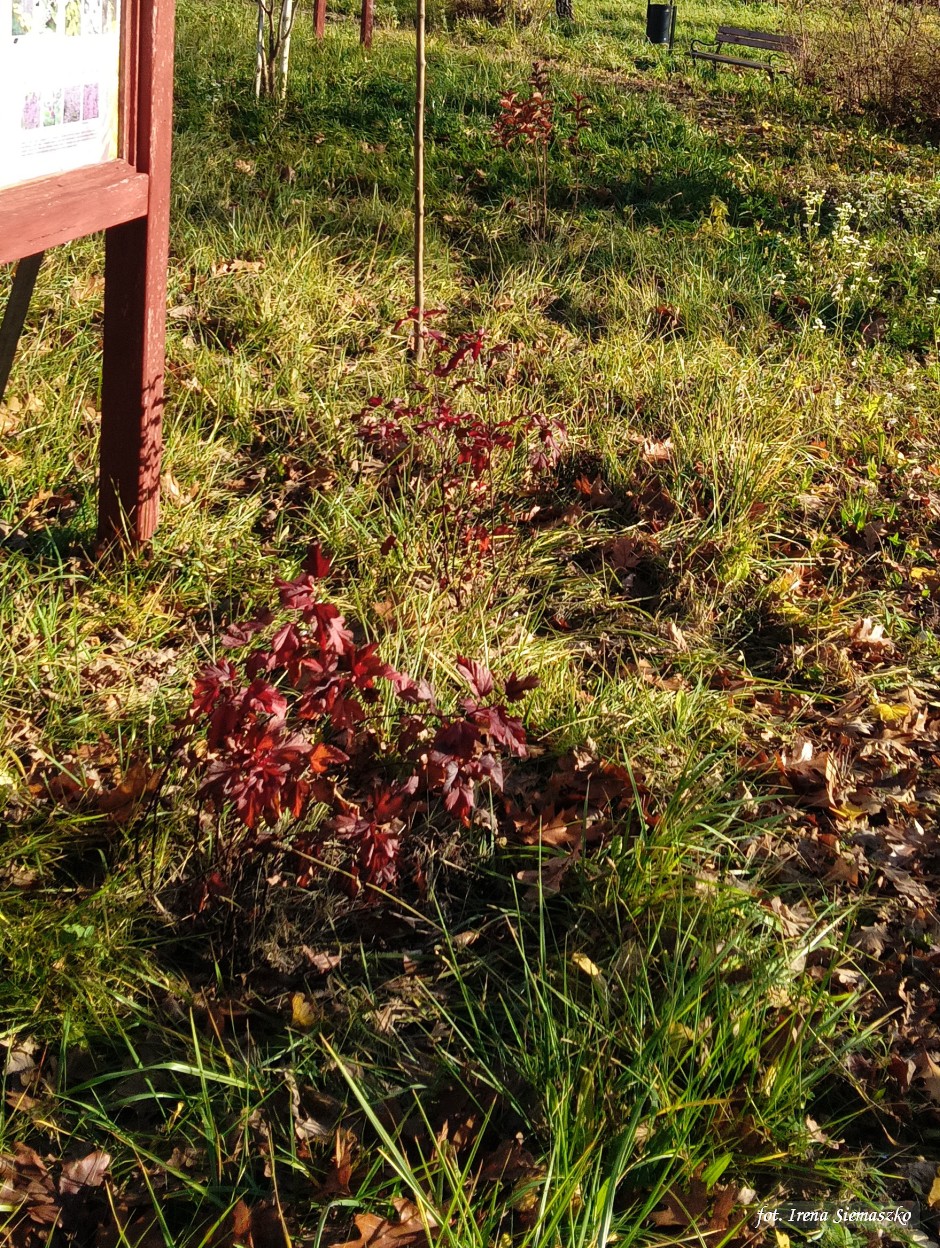 Miniatura zdjęcia:  4