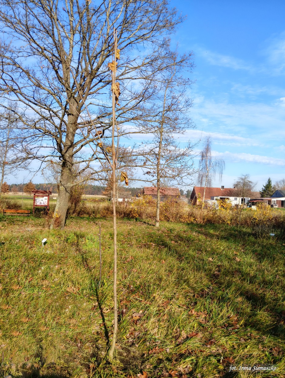 Miniatura zdjęcia:  6